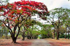 Mauritius-222-11-pic03