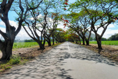Mauritius-222-11-pic04