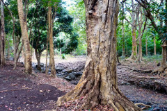 Mauritius-23-11-pic29