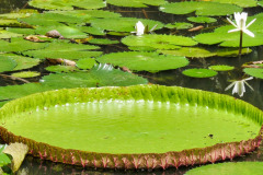 Mauritius-24-11-pic02
