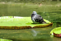 Mauritius-24-11-pic04