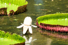 Mauritius-24-11-pic05
