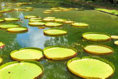 Mauritius-24-11-pic06