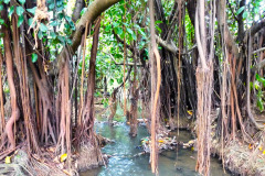 Mauritius-24-11-pic08