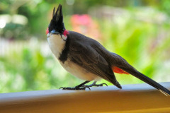 Mauritius-25-11-pic02