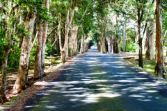 Mauritius-26-11-pic04