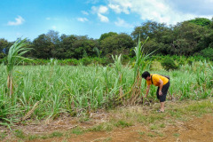 Mauritius-27-11-pic11