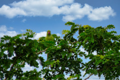 Mauritius-28-11-pic01