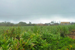 Mauritius-28-11-pic20