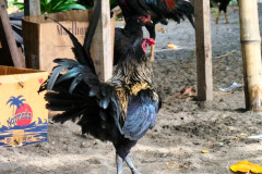 Lombok-10-11-06_G