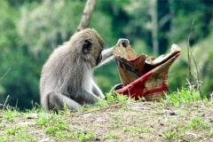 Lombok-11-11-20_G