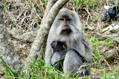 Lombok-11-11-21_G