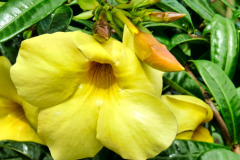 Lombok-11-11-27_G