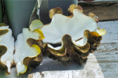 Lombok-17-11-20_G