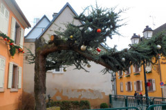 Elsass2013-pic11