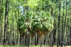USA-South-La-Grange-Lake-Seminole-bild09