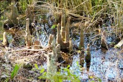 USA-South-La-Grange-Lake-Seminole-bild15