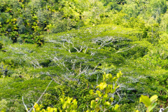 Seychellen11-11-13-pic09