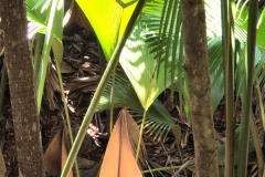 Seychellen12-11-13-pic04