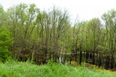 USASouth-Baton-Rouge–-Lake-Bruin-State-Park-bild10