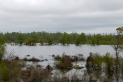 USASouth-Baton-Rouge–-Lake-Bruin-State-Park-bild16