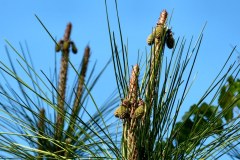 USASouth-Carabelle-Beach-FL-–-Big-Lagoon-State-Park-bild11