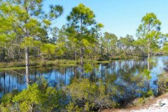 USASouth-Carabelle-Beach-FL-–-Big-Lagoon-State-Park-bild13