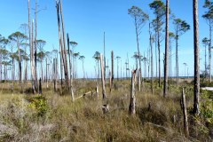 USASouth-Carabelle-Beach-FL-–-Big-Lagoon-State-Park-bild14