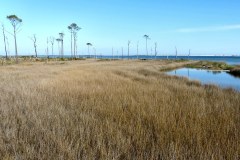 USASouth-Carabelle-Beach-FL-–-Big-Lagoon-State-Park-bild15