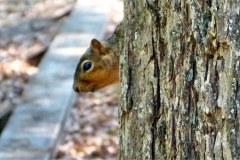 USASouth-Lake-Bruin-State-Park-bild08