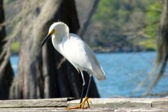 USASouth-Lake-Bruin-State-Park-bild09