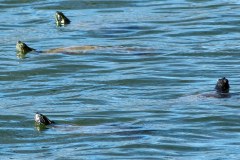USASouth-Lake-Bruin-State-Park-bild10