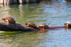 USASouth-Lake-Bruin-State-Park-bild11