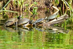 USASouth-Lake-Bruin-State-Park-bild12