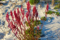 USASouth-Lake-Seminole-CarabellBeach-bild19