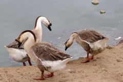 USA-South-LasCruces-SilverCity-bild19