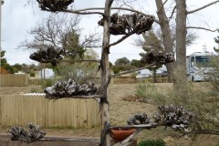 USA-South-LasCruces-SilverCity-bild21