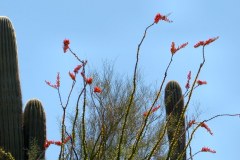 USASouth-ShowLow-Lost-Dutchmann-bild29