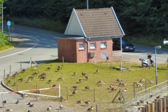 Frachtschiffsreise-Nord-OstseeKanal-bild40