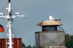 Frachtschiffsreise-Nord-OstseeKanal-bild56