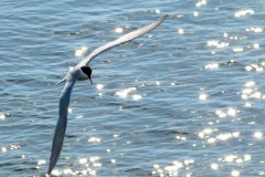 Frachtschiffsreise-Raahe-Tornio-bild10