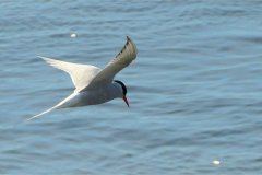 Frachtschiffsreise-Raahe-Tornio-bild11