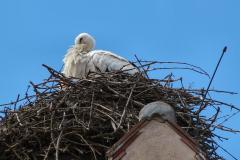 Frankreich-Elsass-2014-bild05