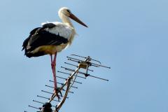 Frankreich-Elsass-2014-bild10