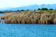 Suedfrankreich-Sainte-Marie-la-Mer-bild16