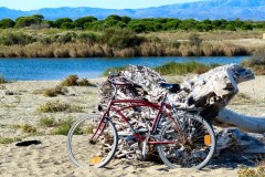 Suedfrankreich-Sainte-Marie-la-Mer-bild20