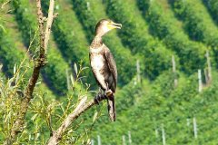 Suedtirol2014-Mosel-Elsass-bild17