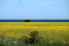 Suedschweden-Aehus-Insel-Oeland-bild15