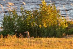 Suedschweden-Insel-Oeland-Hultsfred-bild11