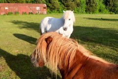 Suedschweden-Roneas-Ry-bild09